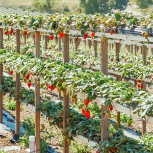 villa lembang - kebun strawberry