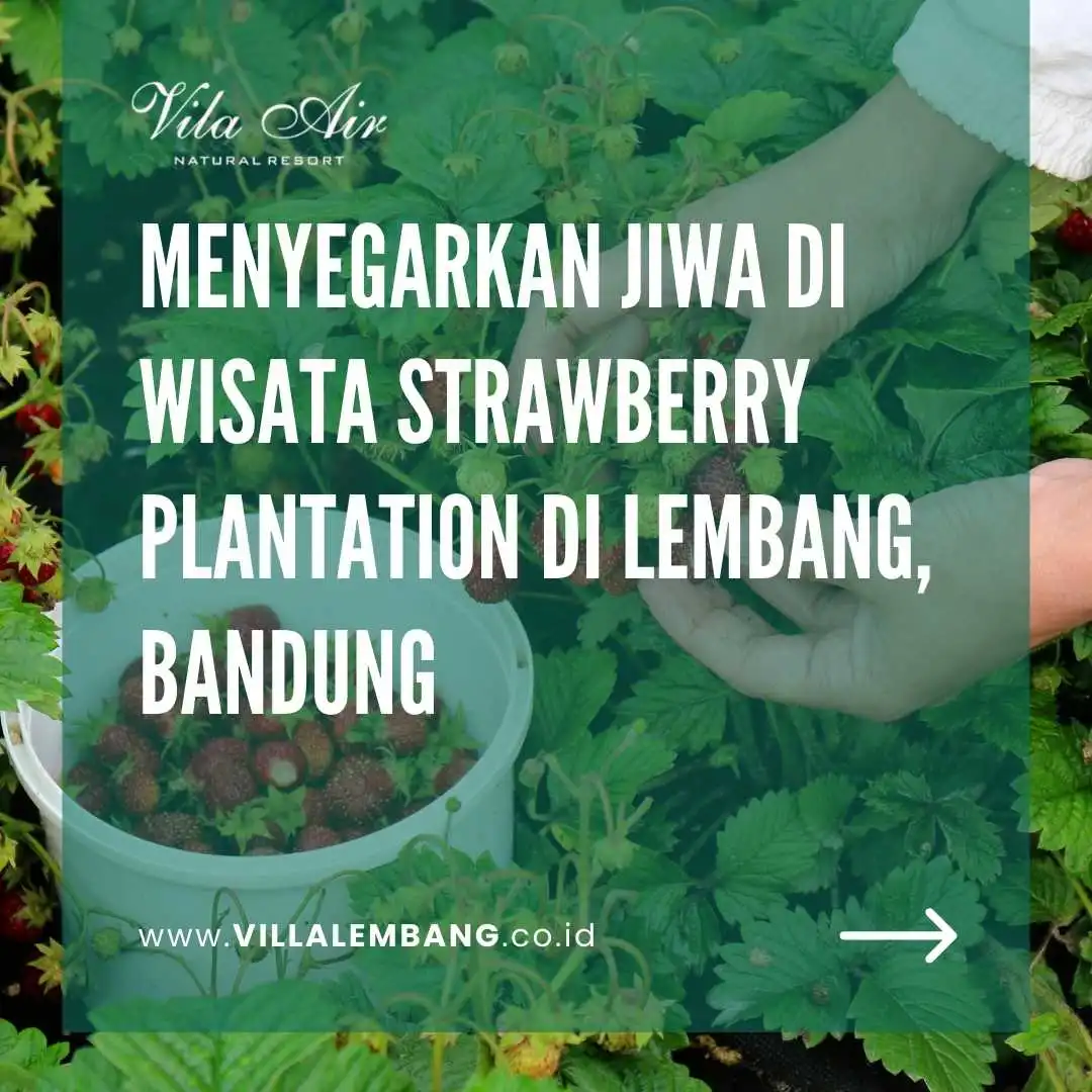 villa lembang - strawberry plantation